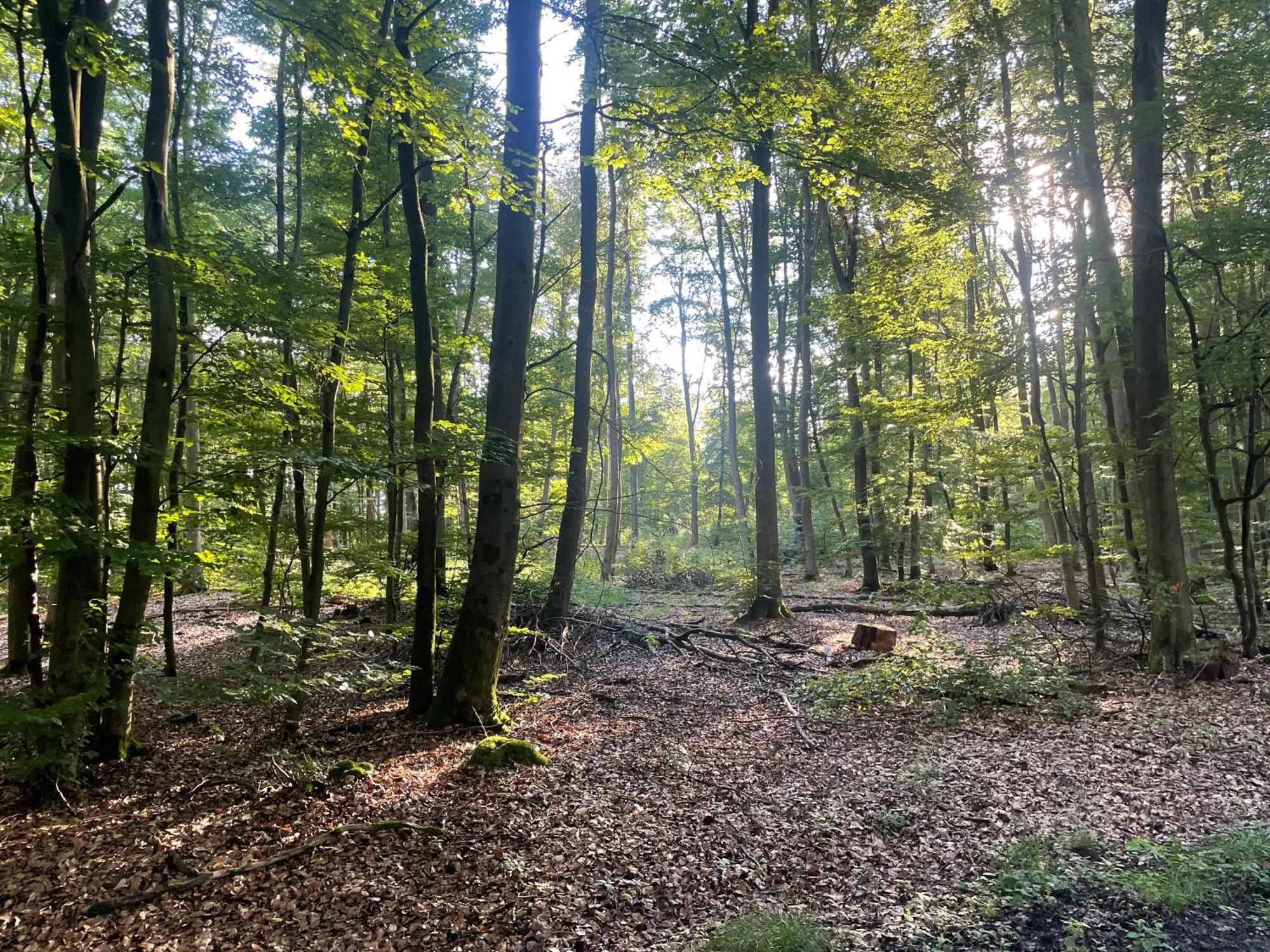 Gaestehaus Koehler Waldsolms Kültér fotó